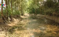 Hải Dương: Trại lợn xả thải ra ra môi trường, kênh tưới tiêu ô nhiễm nghiêm trọng