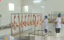 Hiệu quả mô hình hỗ trợ chăn nuôi theo chuỗi