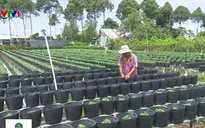 Đồng Tháp: Tết Kỷ Hợi, hoa Tết nhiều, giá tăng khoảng 10%