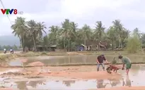 Bình Định điều chỉnh lịch vụ mùa do ảnh hưởng mưa lớn