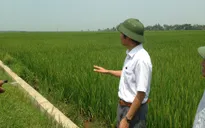 Phát triển chuỗi giá trị lúa gạo cho các hộ sản xuất nhỏ định hướng thị trường