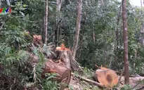 Kiên quyết xử lý tập thể, cá nhân liên quan đến vụ phá rừng ở Kon Tum