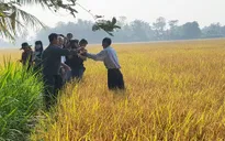 Phát triển chuỗi giá trị lúa gạo - Cơ hội mới cho nông dân Việt