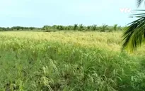 Bến Tre: Xôn xao việc thương lái mua lúa non