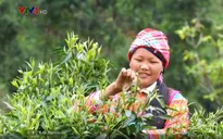 Làm thế nào để phát triển bền vững ngành chè Việt Nam?