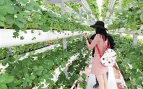Lâm Đồng: Du lịch canh nông phải có chỗ để xe, nhà vệ sinh