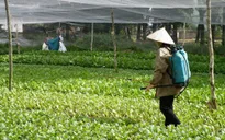 Báo động tình trạng lạm dụng thuốc bảo vệ thực vật ở Việt Nam