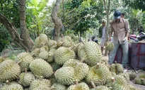 Sầu riêng miền Tây tăng giá gấp 2 lần
