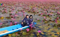 Mê mẩn hồ hoa súng đẹp như tranh ở Thái Lan