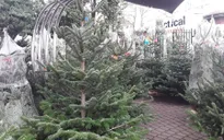 Thiếu hụt nguồn cung cây thông Noel ở Mỹ