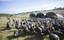Các trang trại gà tây bận rộn dịp Giáng sinh