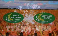 Thương hiệu gạo Việt: Muộn còn hơn không!
