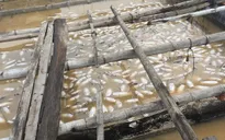 Cá lồng bè trên sông La Ngà lại chết trắng, người nuôi đứng ngồi không yên