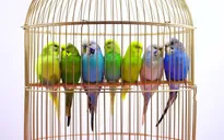 Điểm hẹn 10h: Chơi chim cảnh - Chơi mà ra tiền?