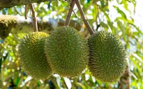 Malaysia mở rộng quy mô trồng sầu riêng