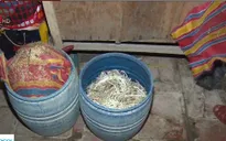 Bến Tre phát hiện cơ sở sản xuất giá đỗ bằng hóa chất
