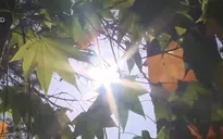 Rừng lá phong Đà Lạt trở thành điểm du lịch lý tưởng
