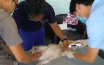 Dịch vụ nhân bản vô tính động vật đi vào kinh doanh chính thức ở Trung Quốc