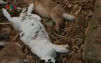 Pháp truy lùng thủ phạm giết hàng trăm con thỏ trong nhà dân