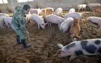 Trung Quốc công bố đợt bùng phát dịch sốt lợn châu Phi mới
