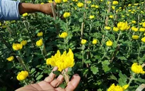 Thời tiết xấu, làng trồng hoa Tết Khánh Hòa gặp khó khăn