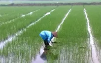 Đà Nẵng, Quảng Nam gấp rút triển khai vụ lúa Đông Xuân