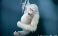 Đười ươi bạch tạng đầu tiên trên thế giới được thả về tự nhiên