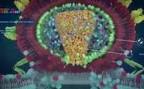 Pháp tìm ra cách tiêu diệt tế bào nhiễm HIV