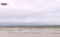Gần 10.000 ha lúa mất giống do mưa muộn