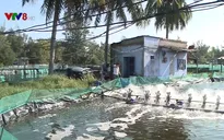 Quảng Nam: Hỗ trợ 35 nghìn tôm giống cho vùng tôm chết hàng loạt