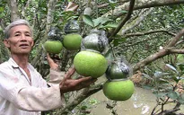 Trái cây tạo hình hút hàng dịp Tết