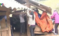 Chủ động phòng chống rét cho đàn gia súc