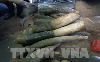 Truy tố đối tượng chế tác ngà voi với số lượng lớn