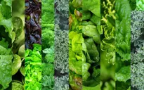 Ăn rau xanh hợp lý có thể giúp ngăn ngừa bệnh gan nhiễm mỡ