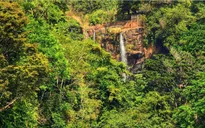 Loài cây mới đã biến mất trước khi được đặt tên