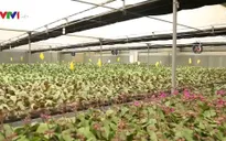 Công việc của công nhân trồng hoa công nghệ cao