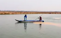 Tái diễn tình trạng nuôi cá tra giống tự phát