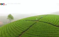 Bạn đã đến đồi chè Long Cốc bồng bềnh sương mây chưa?