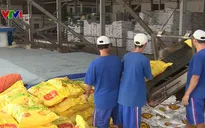 Xuất khẩu gạo bứt phá cả lượng và chất