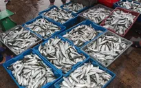 Ngư dân Lộc Hà liên tục “trúng” cá trích trái vụ