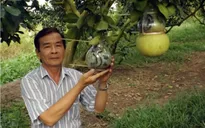 Trái cây tạo hình phục vụ Tết tăng giá nhẹ