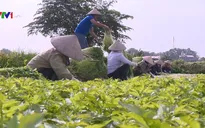 Thay đổi tư duy để xuất khẩu rau vụ đông