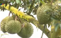 Sầu riêng nghịch mùa rớt giá, nhiều vườn lâm cảnh khó khăn