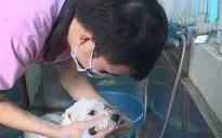 Nhiều người bỏ tiền triệu nuôi thú cưng mỗi tháng