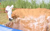 Chuyên gia tổ chức FAO giám sát diễn tập phòng chống dịch tả lợn châu Phi
