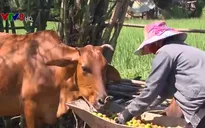 Giá táo chưa tới 3.000 đồng/kg, nông dân Ninh Thuận đổ bỏ cho bò ăn