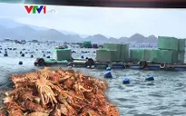 Người dân điêu đứng vì tôm hùm chết hàng loạt