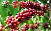 "Ngày hội cà phê Việt Nam" và nhưng kỳ vọng của người nông dân