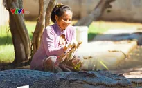 Một ngày ở trang trại cá sấu của cô Hai