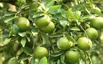 Nâng cao giá trị cam sành Hà Giang